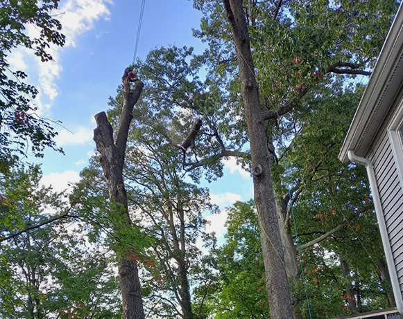 Tree Services